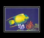 Queen Angelfish